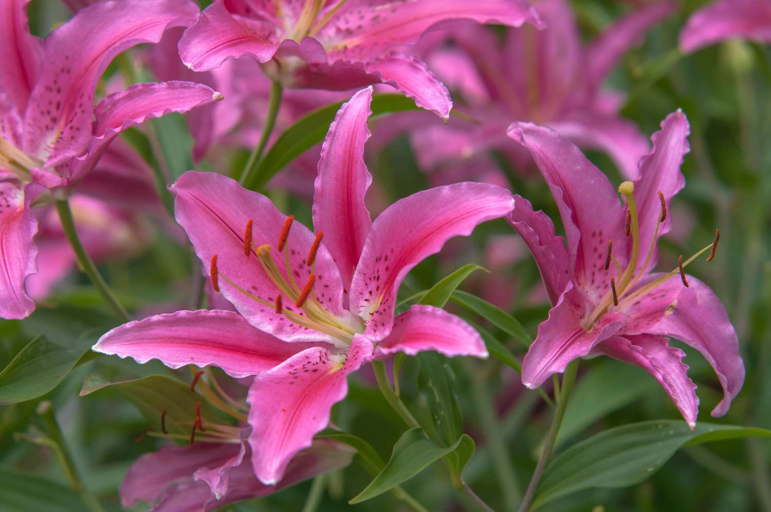 Pink Lilies For Your Special Occasion
