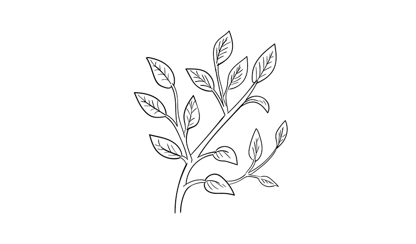 How to draw the leaves of a tree