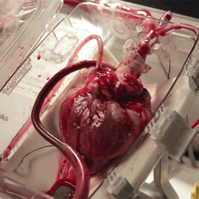 Real Human Heart For Sale